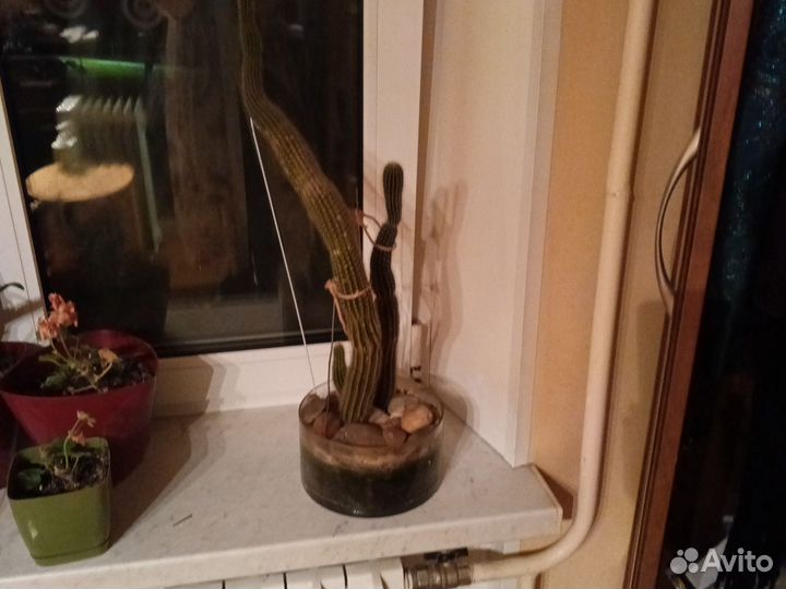 Кактус в кашпо