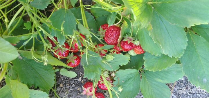 Рассада клубники садовой(виктория)