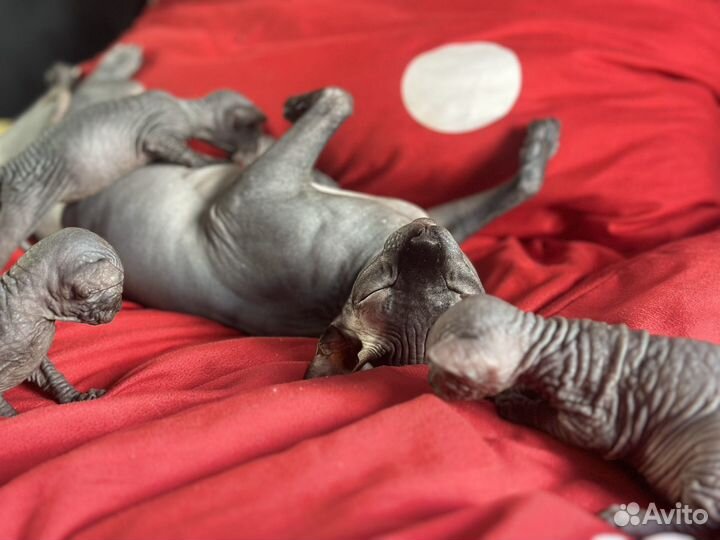 Канадский сфинкс