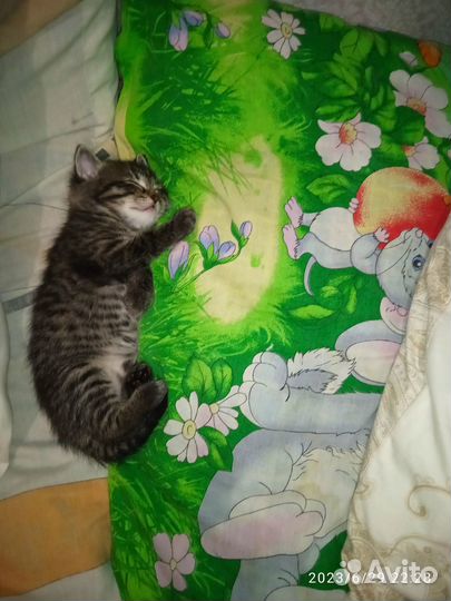 Котенок в добрые руки