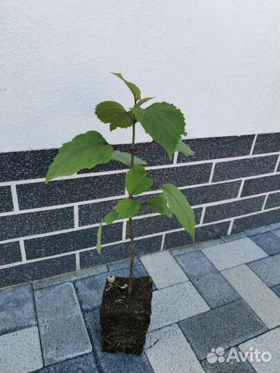 Клеродендрум Бунге