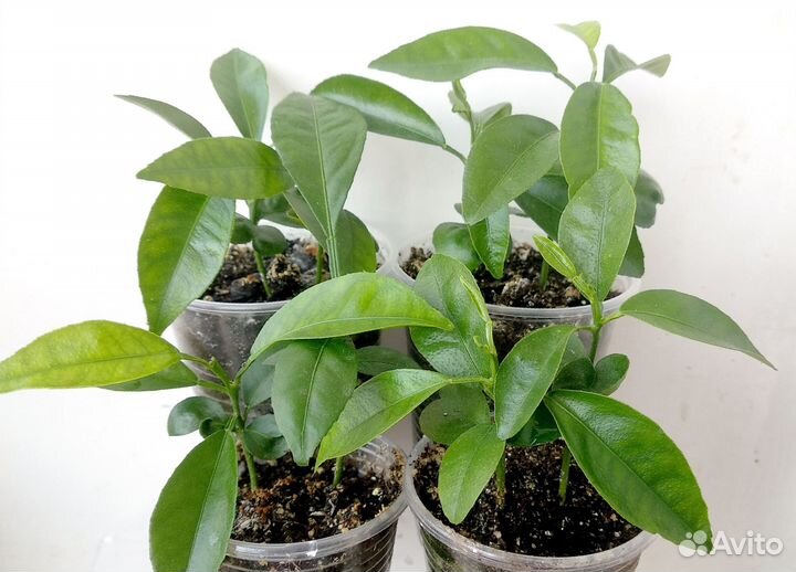 Сеянцы экзот. растений для домашнего выращивания