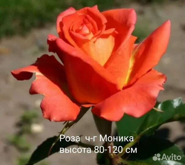 Саженцы роз