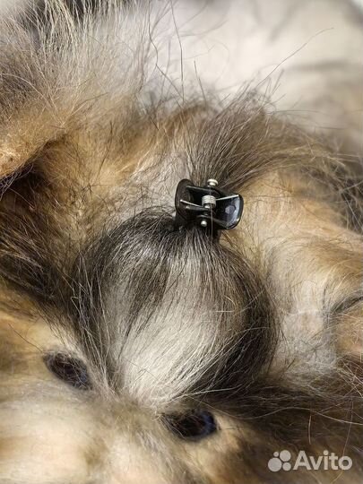 Реалистичный щенок йоркширского терьера