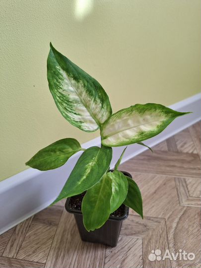 Диффенбахия Камилла