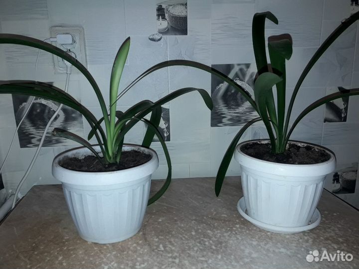 Кливия, молочай, тёщин язык