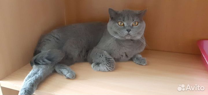 Британская кошка