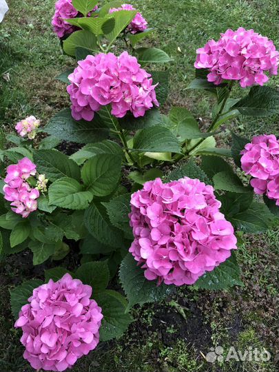 Гортензия крупнолистная