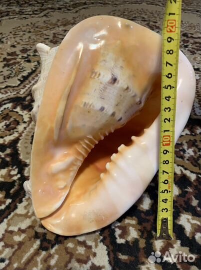 Ракушка, Раковина морская