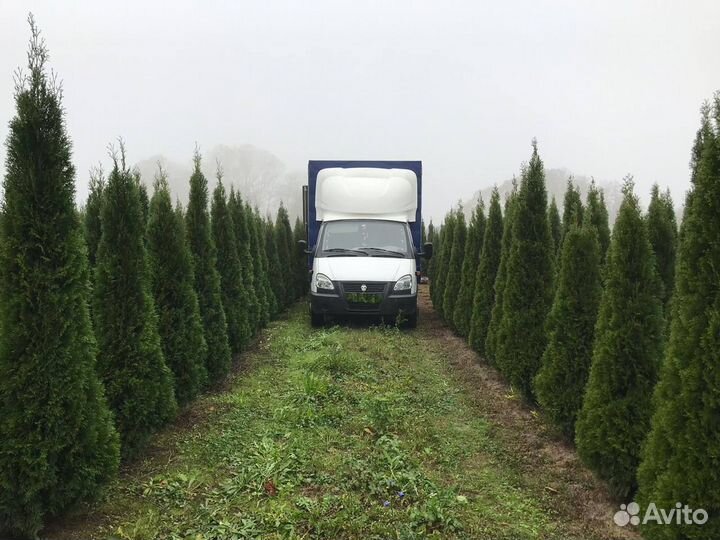 Туя западная Смарагд экстра качества