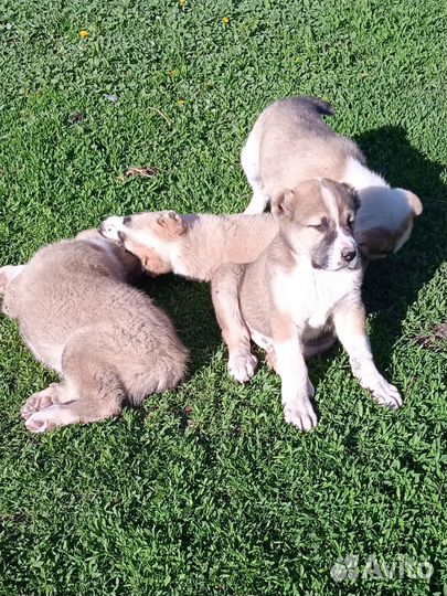 Среднеазиатская овчарка алабай щенки