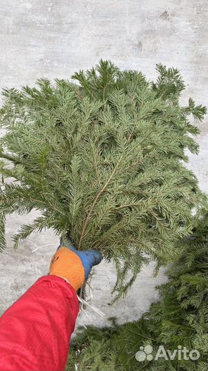 Лапник пихтовый