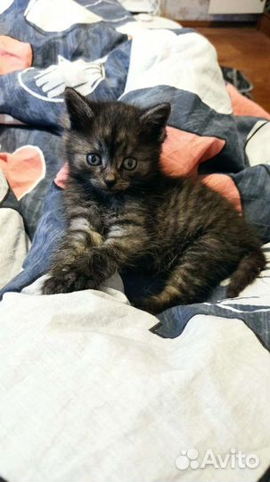 Котенок мальчик