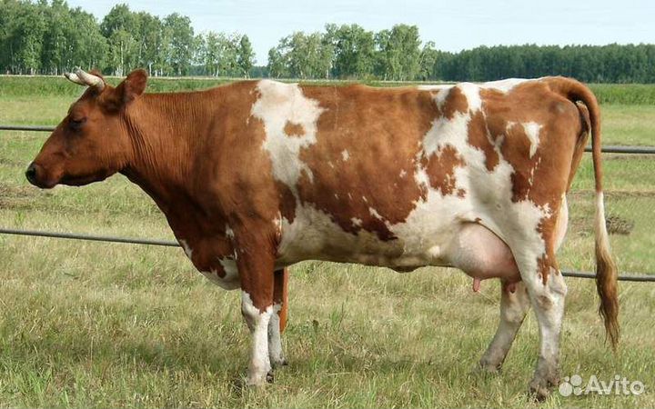 Корова дойная