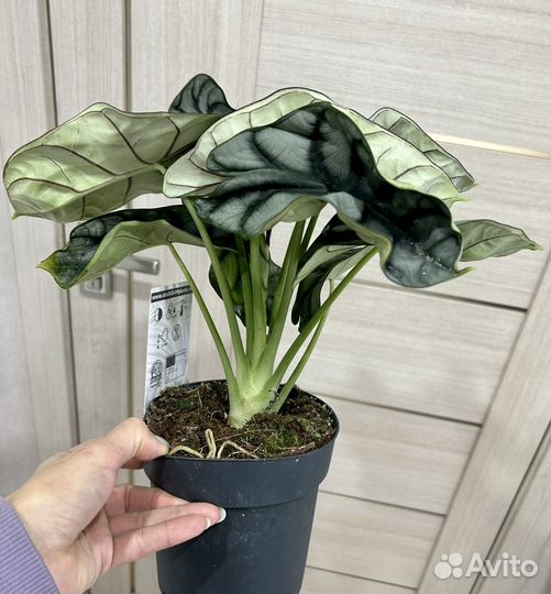 Алоказия Silver dragon