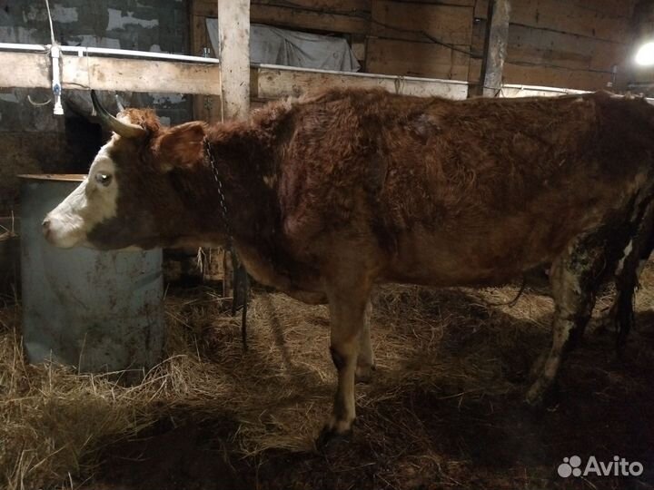 Коровы и телки стельные