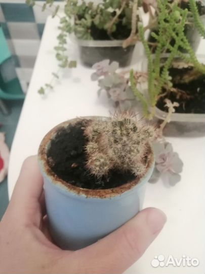 Суккуленты набор