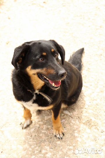 Душенька в добрые руки