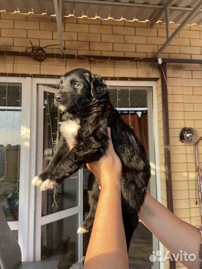 Щенки дворняжки бесплатно