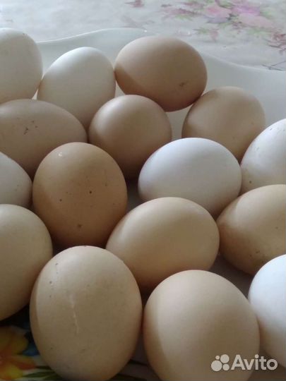 Яйцо домашнее