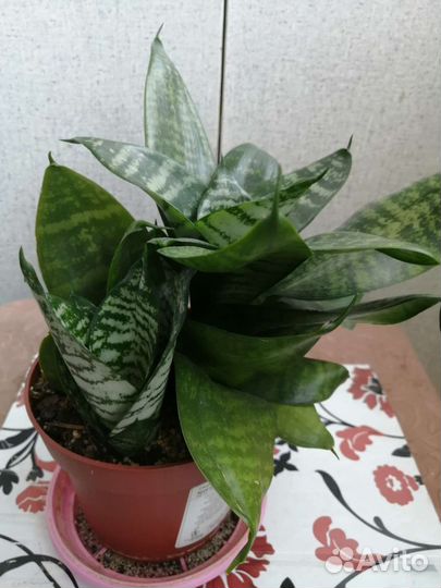 Сансевиерия сортовая