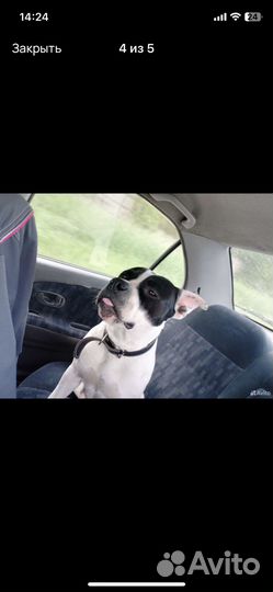 Американский питбуль