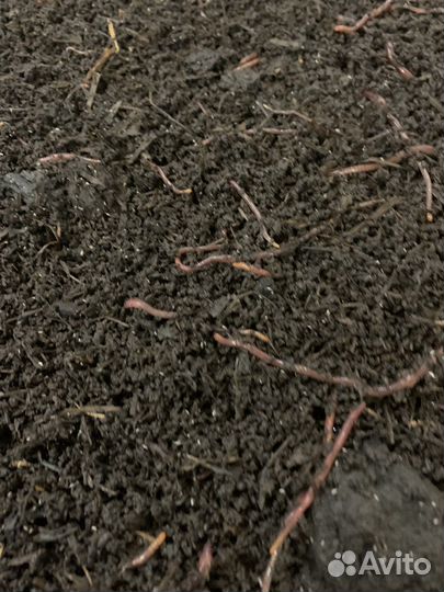 Биогумус, дождевые черви