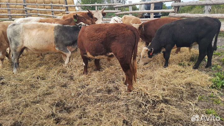 Бычки сименталы