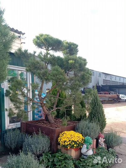 Дерево бонсай