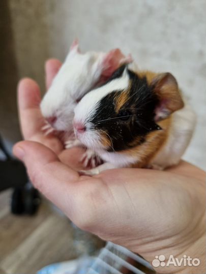 Морская свинка