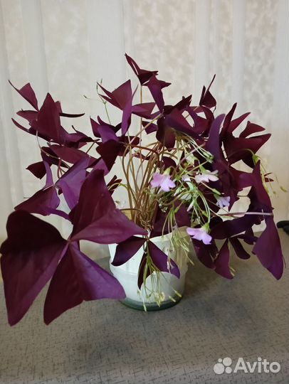 Кислица оксалис