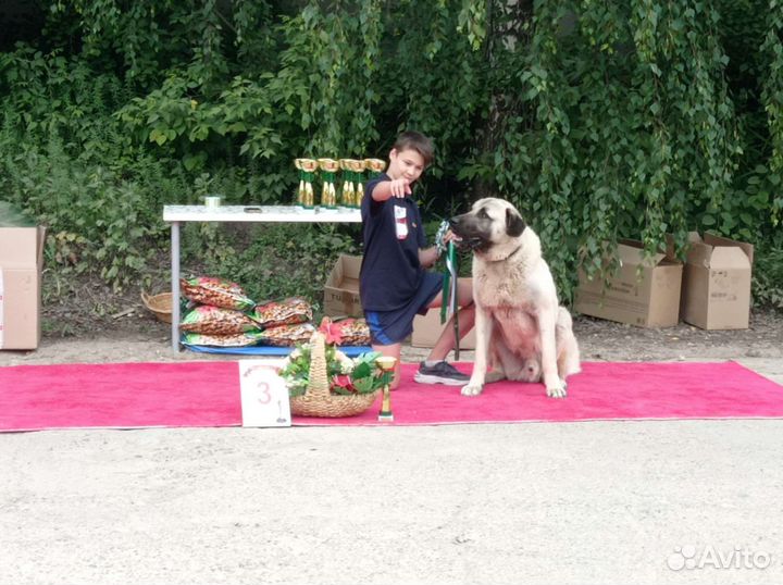 Турецкий Кангал для вязки