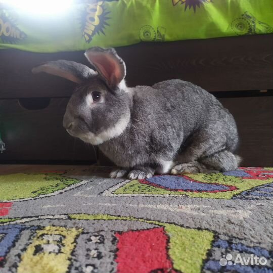 Кролики породы фландр