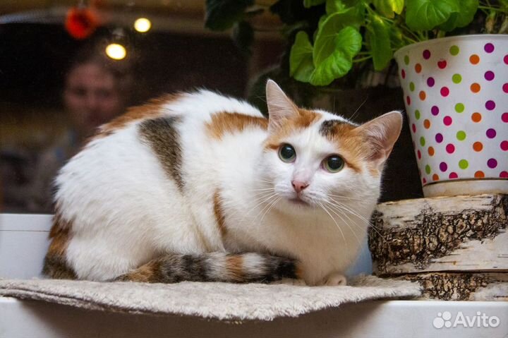 Ищет дом Лизонька