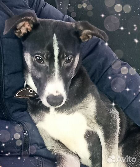 Лайка метис