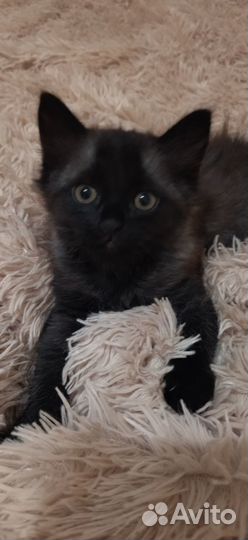 Отдам котика