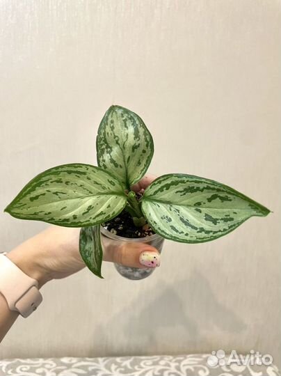 Растения все по одной цене