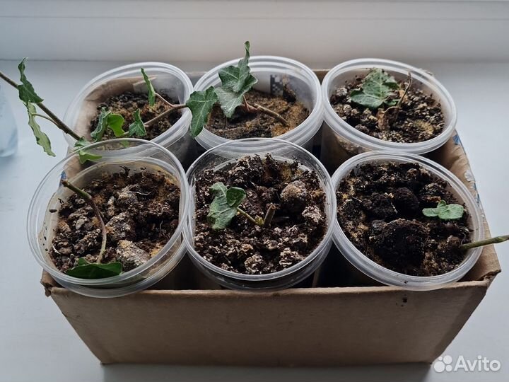 Плющ садовый вечнозелёный (Hedera helix )