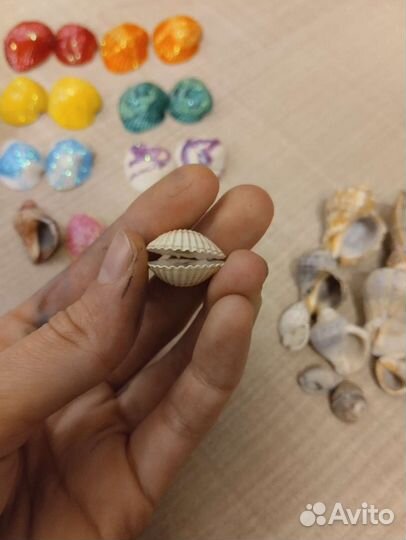 Ракушки морские