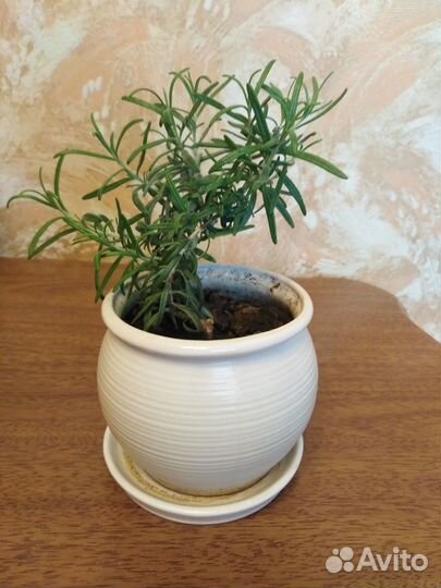 Розмарин в горшке