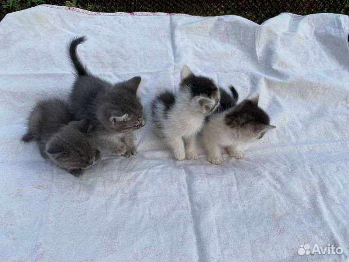 Котята в добрые руки