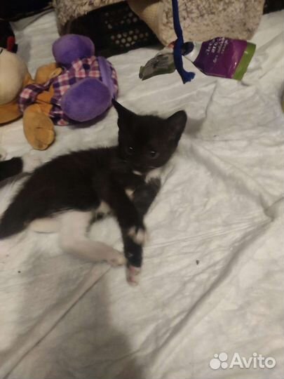 Котята в добрые руки бесплатно