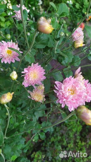 Многолетники