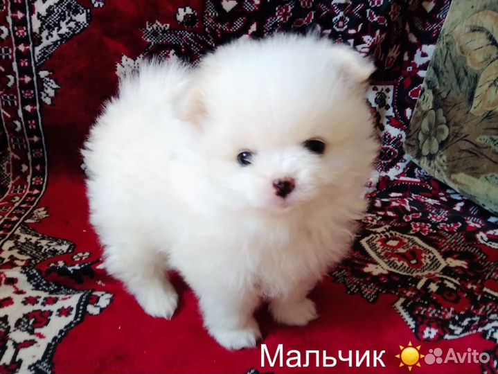 Щенки немецкого малого шпица