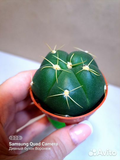 Суккуленты - комнатные растения (29.08)