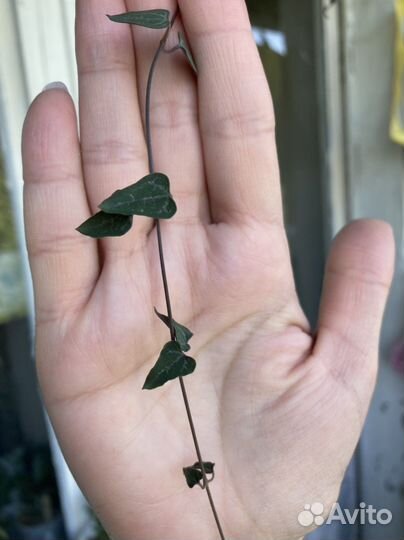 Сансевиерия малави миднайт, Голден флейм