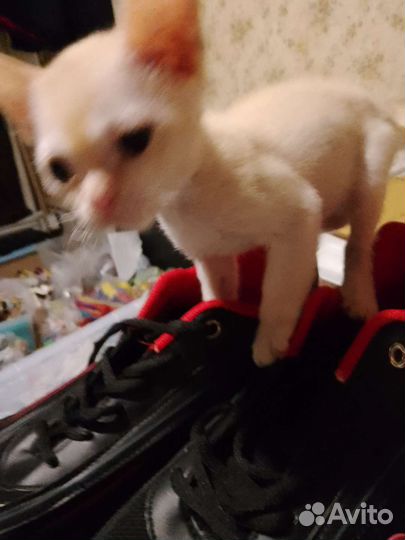 Бурманские котята