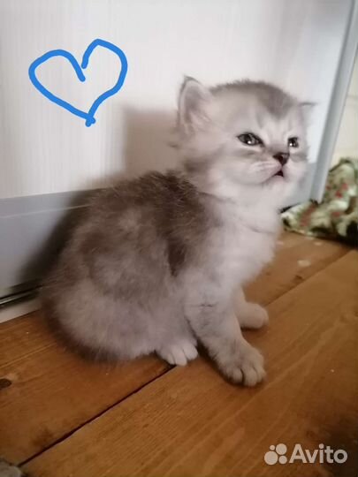 Котята