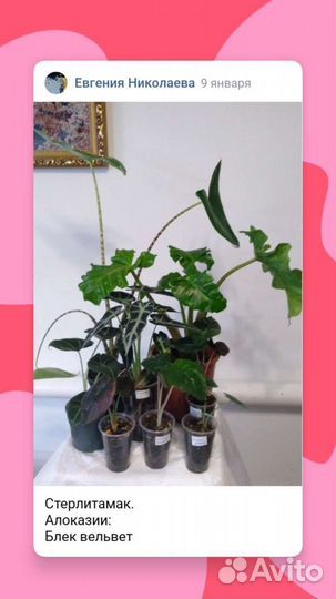 Комнатные цветы часть 2