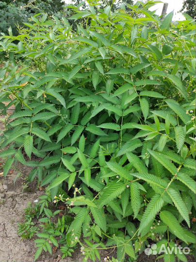 Малина Норвежская